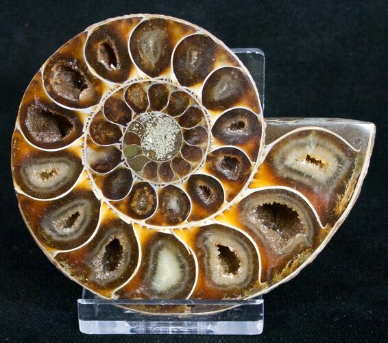 Desmoceras Ammonite Fossil (Half) #9644